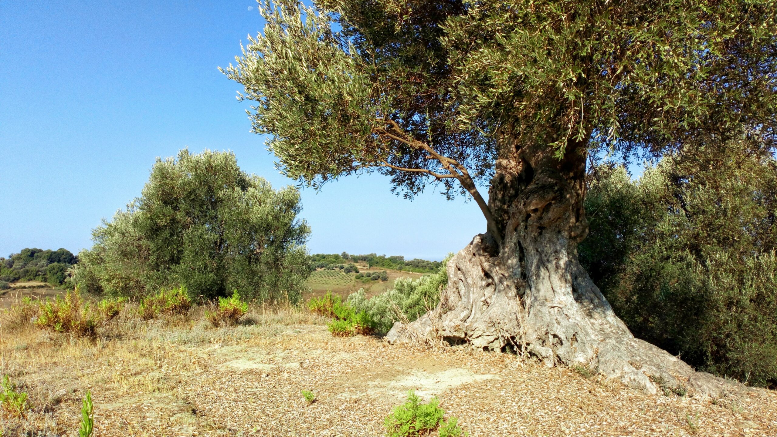 L’olivier contribue à préserver notre planète Terre