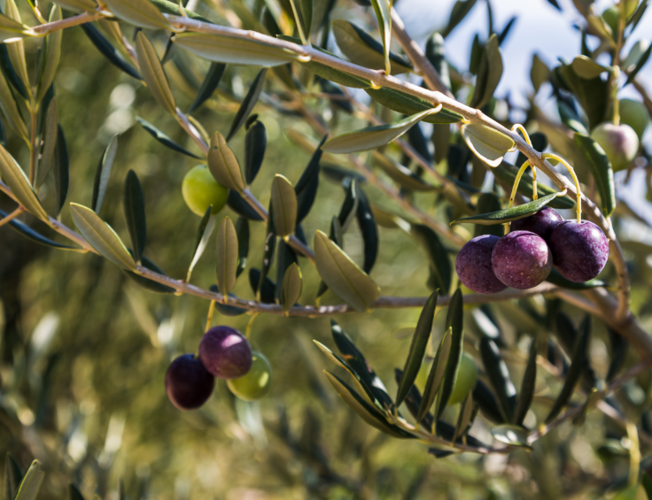 Huiles d'olives 100% française