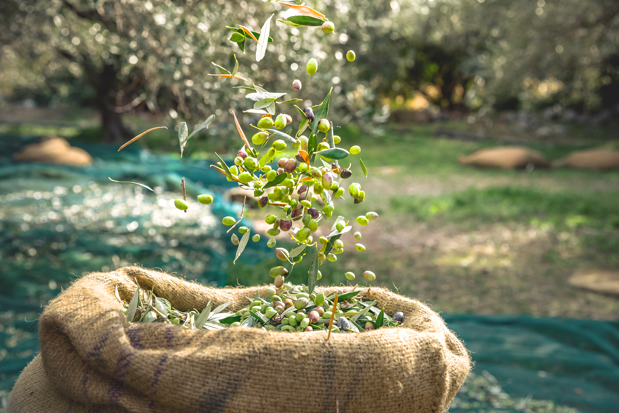 Les différences entre les huiles d’olive fruité vert, fruité mûr, fruité noir