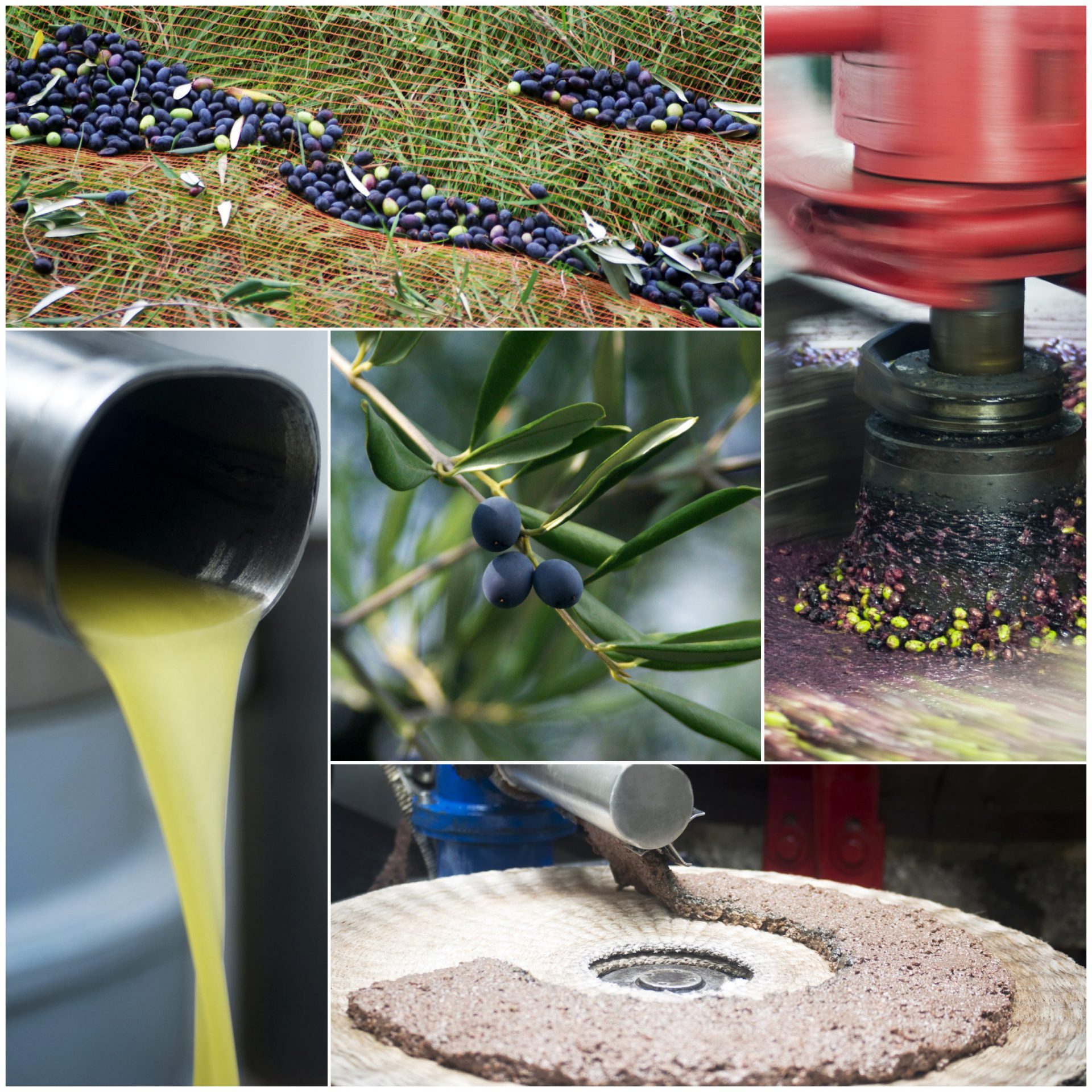 Comment produit-on de l’huile d’olive : De la récolte à l’embouteillage