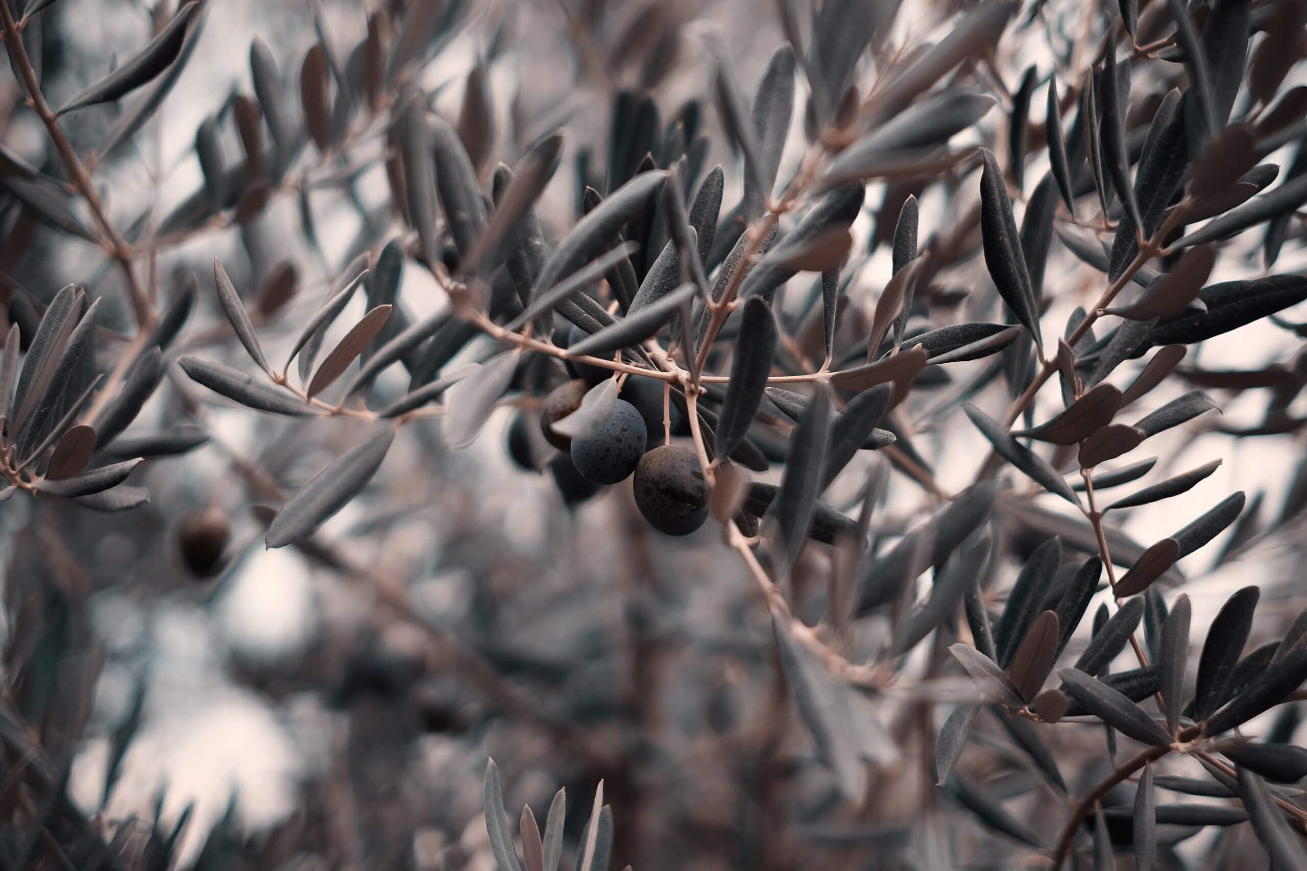 Aux origines des variétés d’olive Picholine, Aglandau, Bouteillan et Négrette