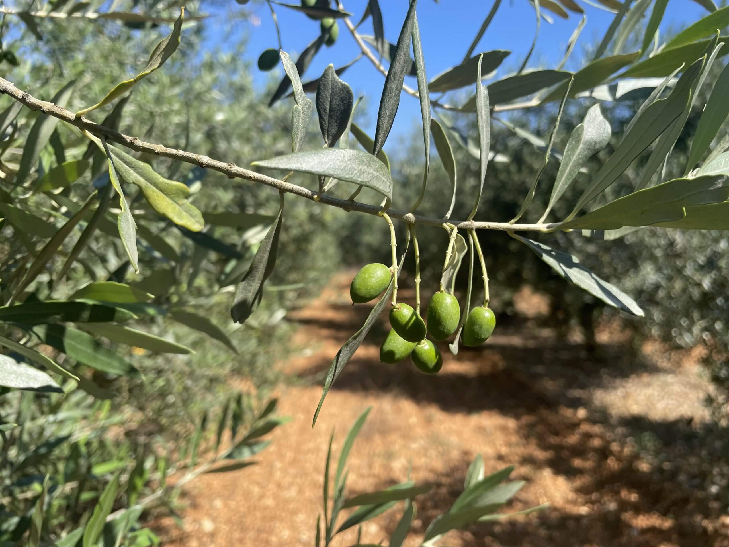 Le grossissement des olives