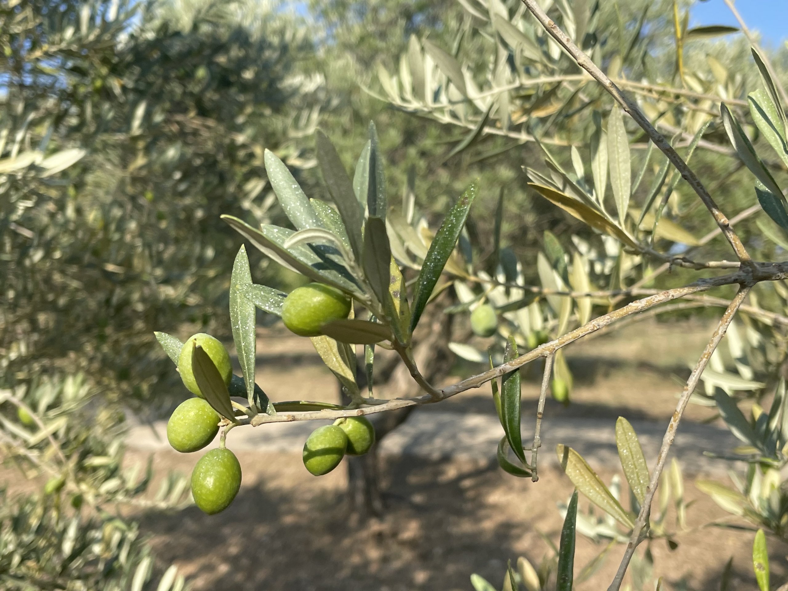Olives vertes, olives noires