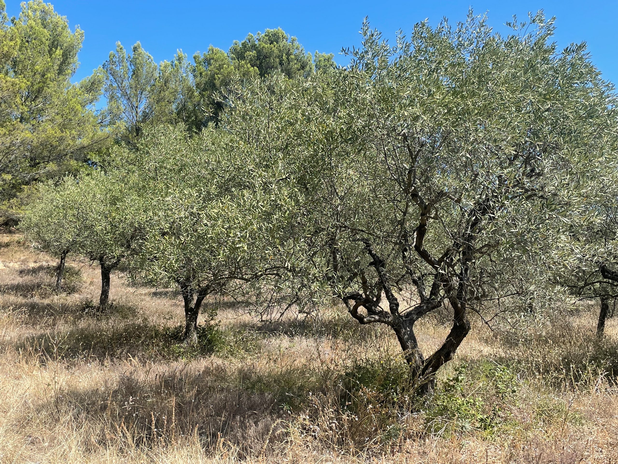 La production française d’huile d’olive