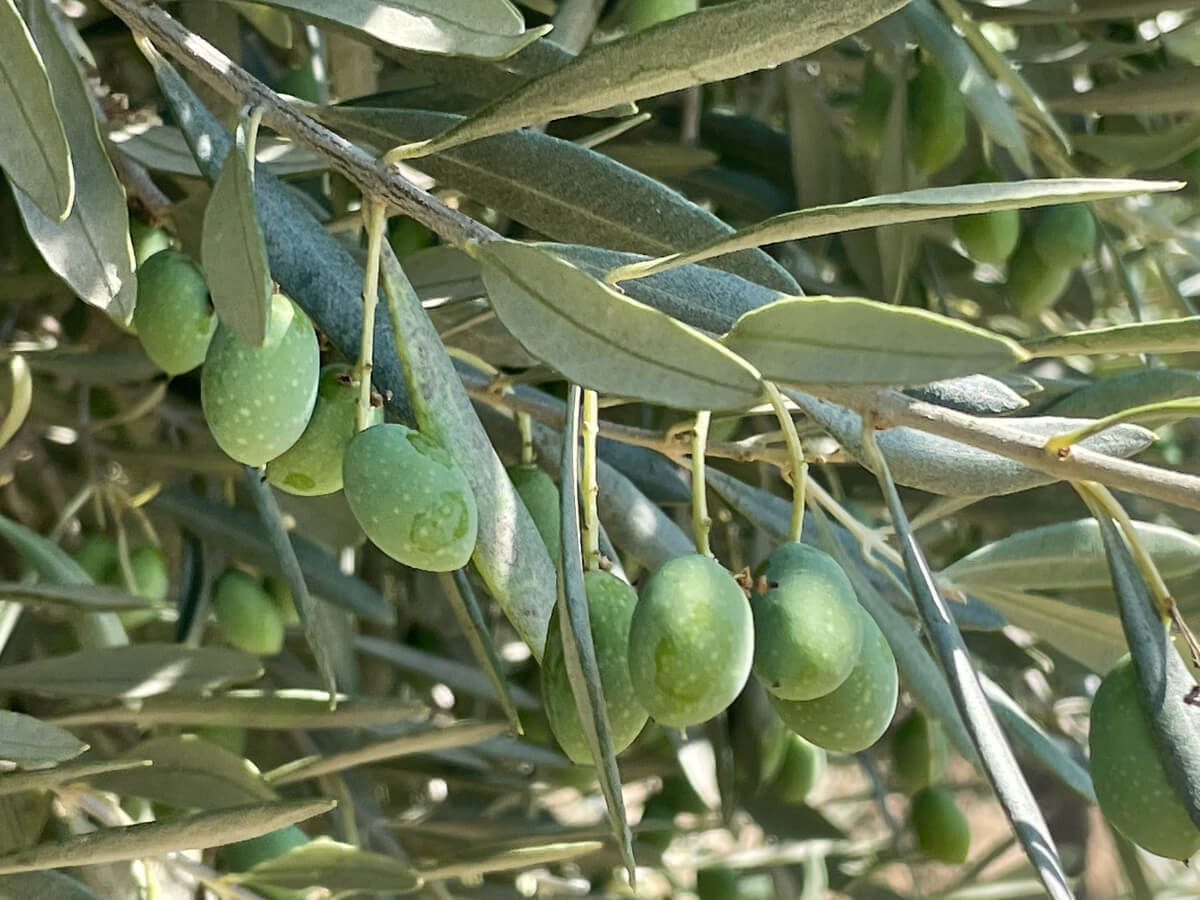 L’olive, de la nouaison au fruit vert