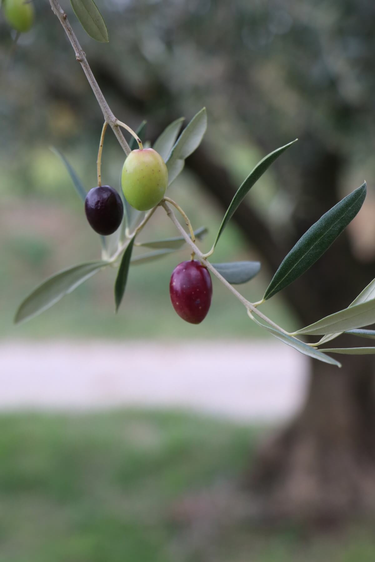 gouts huiles d'olive Oliv&sens