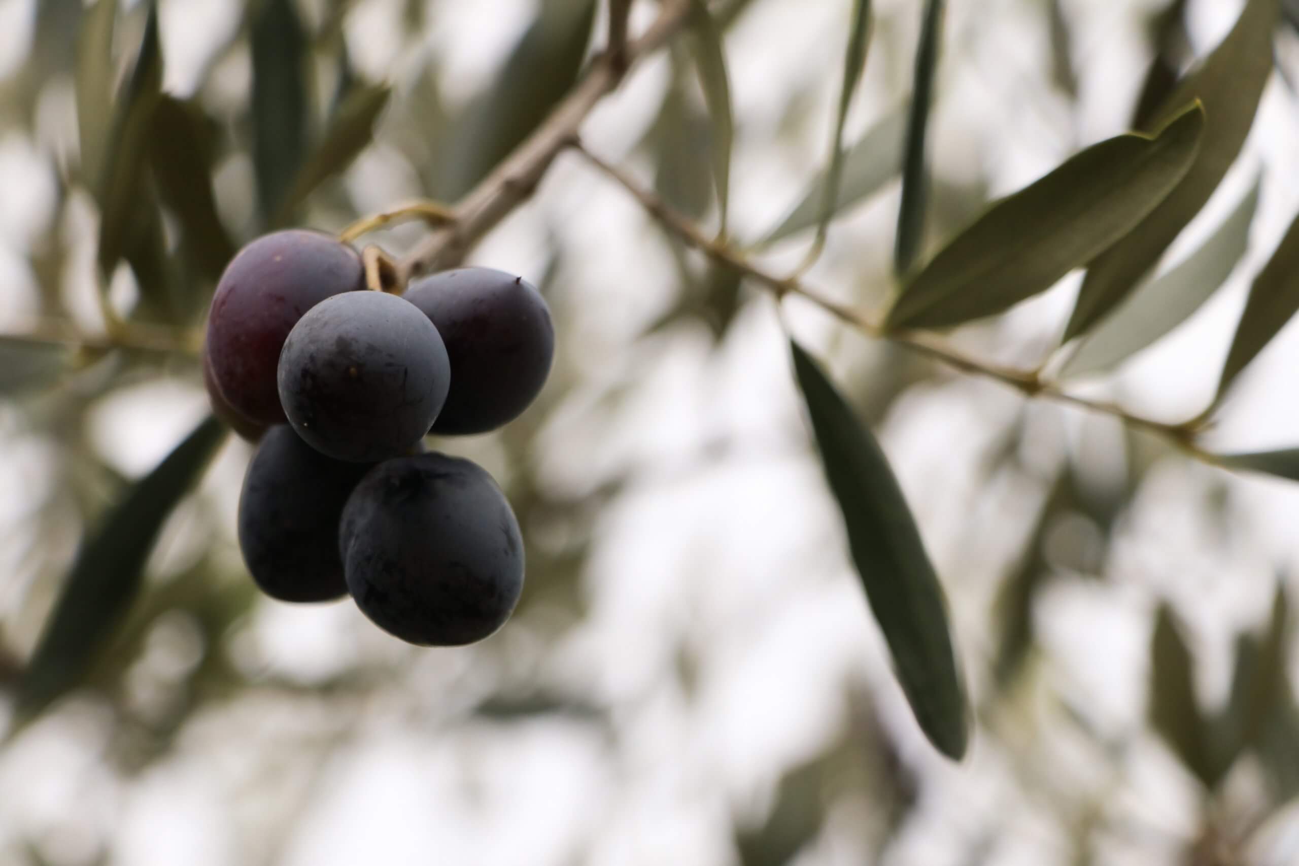 La durabilité de l’huile d’olive
