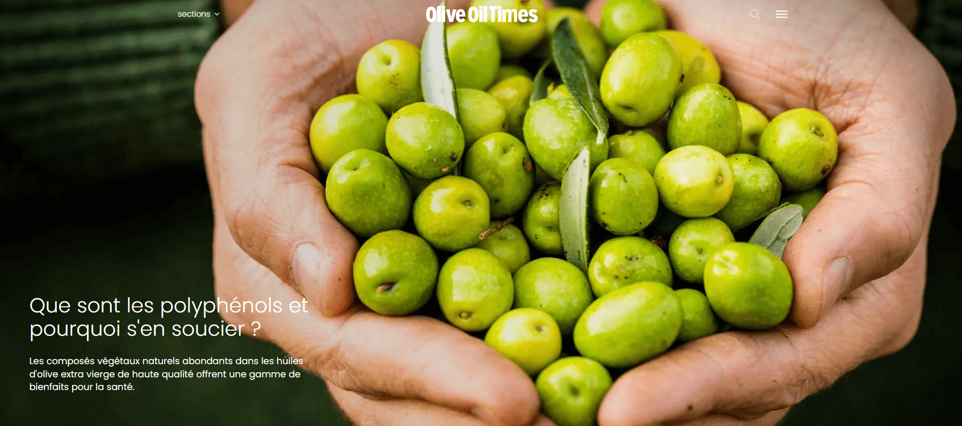Les polyphénols dans l’huile d’olive vierge extra et ses bienfaits ?
