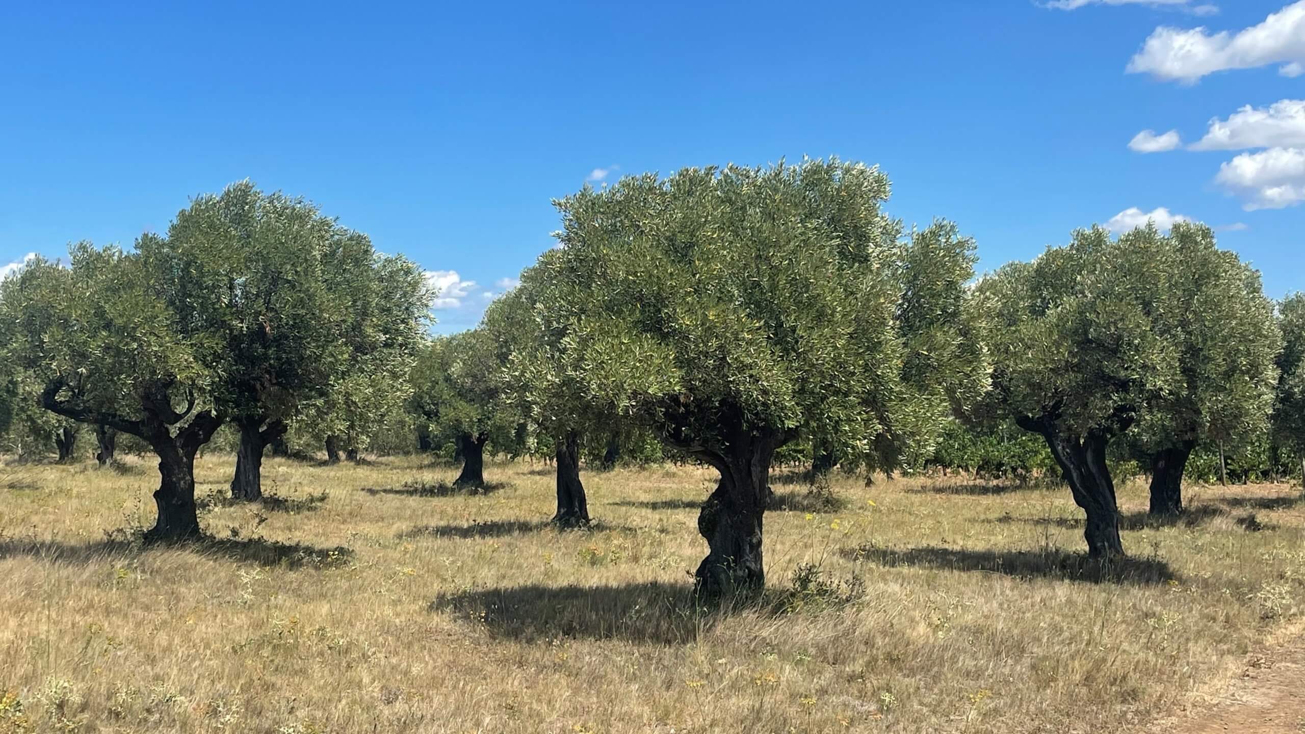 huile-olive-olive-et-sens-producteur-France-